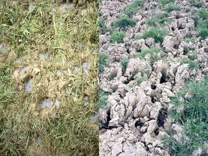 300px-MotsAgro_Excès_deau_conséquences_6-2