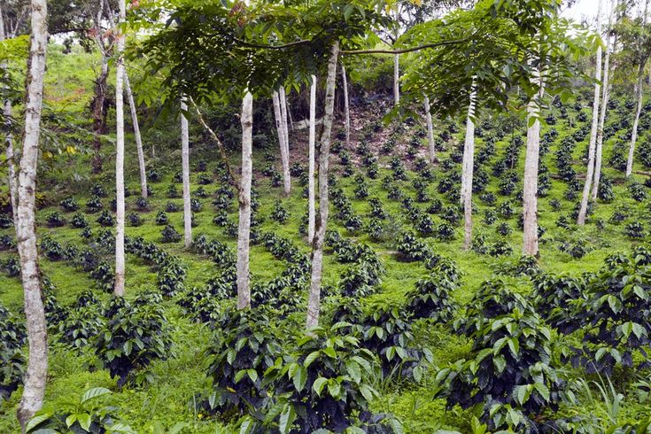 Agroforestry